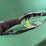 mossberg-mdl.500-12ga-shotgun-image-2