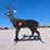 #3030-•-new-steer-deer-shooting-target-image-6