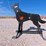#3109-•-new-steel-coyote-shooting-target-image-6
