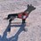 #3109-•-new-steel-coyote-shooting-target-image-4