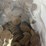 #40133-•-(300)-wheat-pennies-image-19