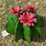#171-•-metal-art---small-cactus-w/pink-flowers-image-1