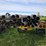 butler-pole-trailer-image-15