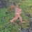 bigfoot-with-flag-metal-decorative-sign-image-1