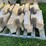 #3199-•-(2)-pallets-of-interlocking-concrete-retaining-wall-blocks-image-11