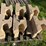 #3192-•-pallet-of-concrete-retaining-wall-blocks-image-2