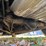 #500-•-1941-buick-special-(wi-title-in-delay)-(cornell,-wi)-image-61