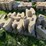 #3187-•-(3)-pallets-of-concrete-retaining-wall-blocks-image-7