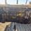 caterpillar-d5-image-32