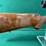 ruger-m77-243-win-rifle-image-2
