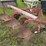 #4062-•-massey-ferguson-mow-board-plow-image-2