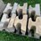 #3199-•-(2)-pallets-of-interlocking-concrete-retaining-wall-blocks-image-5