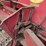 #4050-•-gehl-forage-harvester-image-7