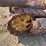 caterpillar-fifteen-image-7