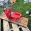 #3209-•-red-lion-centra-water-fluid-transfer-pump-image-5