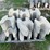 #3202-•-pallet-of-interlocking-concrete-retaining-wall-blocks-image-4