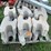 #3202-•-pallet-of-interlocking-concrete-retaining-wall-blocks-image-2