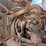 kenworth-t800-image-28