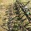 green-farm-cultivator-implement-with-tines-and-gauge-wheels-image-4
