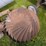 #4092-•-cupola-image-8