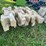 #3205-•-(2)-pallets-of-interlocking-concrete-retaining-wall-blocks-image-6