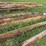 #4041-•-telephone-poles-image-7