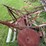 #4021-•-table-buzz-saw-image-2