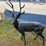 decorative-deer-statue-image-1