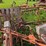 #4054-•-allis-chalmers-corn-cultivator-image-3