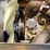 2019-jcb-903-4rt-forklift-image-37