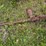 #4063-•-ford-ferguson-3-point-mower-image-5
