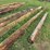 #4041-•-telephone-poles-image-6