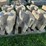 #3187-•-(3)-pallets-of-concrete-retaining-wall-blocks-image-5
