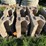#3186-•-pallet-of-concrete-retaining-wall-blocks-image-2