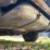 #500-•-1941-buick-special-(wi-title-in-delay)-(cornell,-wi)-image-60