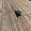 #641-•-2019-corn-pro-trailer-(has-wi-title)-(helenville,-wi)-image-13