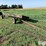 john-deere-963-image-3