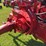 farmall-super-m-image-22
