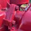 1938-farmall-f-14-image-38