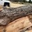 #3052-•-pallet-of-oak-firewood-image-12