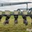 1998-kinze-2600-image-15