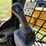 caterpillar-259d3-image-15