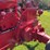 1953-farmall-super-m-image-30