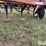 krause-3900-image-12