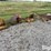 caterpillar-d4-image-2