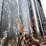 #1281-•-6'-x-6'-deer-blind-on-tower-with-steps-image-10