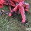 kuhn-gmd800-image-9