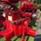 1953-farmall-super-m-image-21