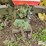 1952-john-deere-60-image-10