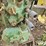 1952-john-deere-60-image-12